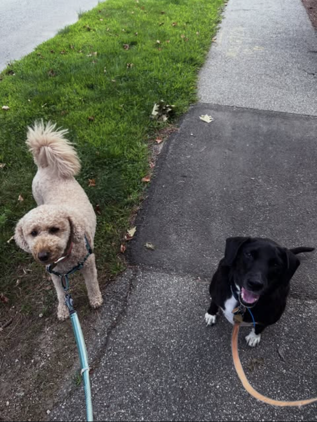 Two friendly client dogs sitting happily on a sidewalk walk