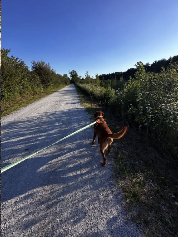 Dog exploring a scenic outdoor trail during a dog walking visit