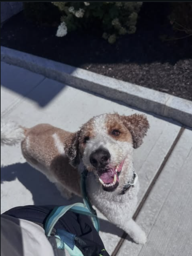 Smiling doodle dog enjoying personalized attention with Allywags
