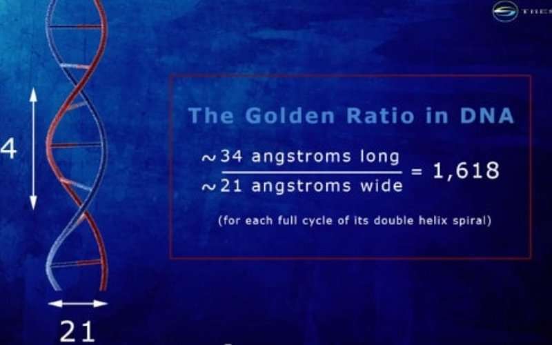 Diagram illustrating the Golden Ratio in the DNA double helix with 34 angstrom length to 21 angstrom width ratio equal to 1.618