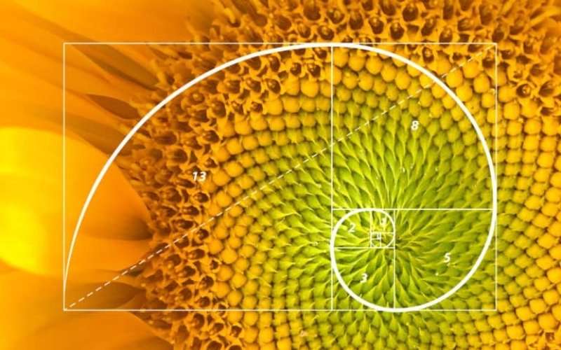 Fibonacci golden spiral overlay on the spiral florets of a vibrant yellow sunflower showing mathematical sequence numbers