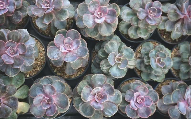 Overhead view of succulent rosettes showing natural logarithmic spiral growth patterns