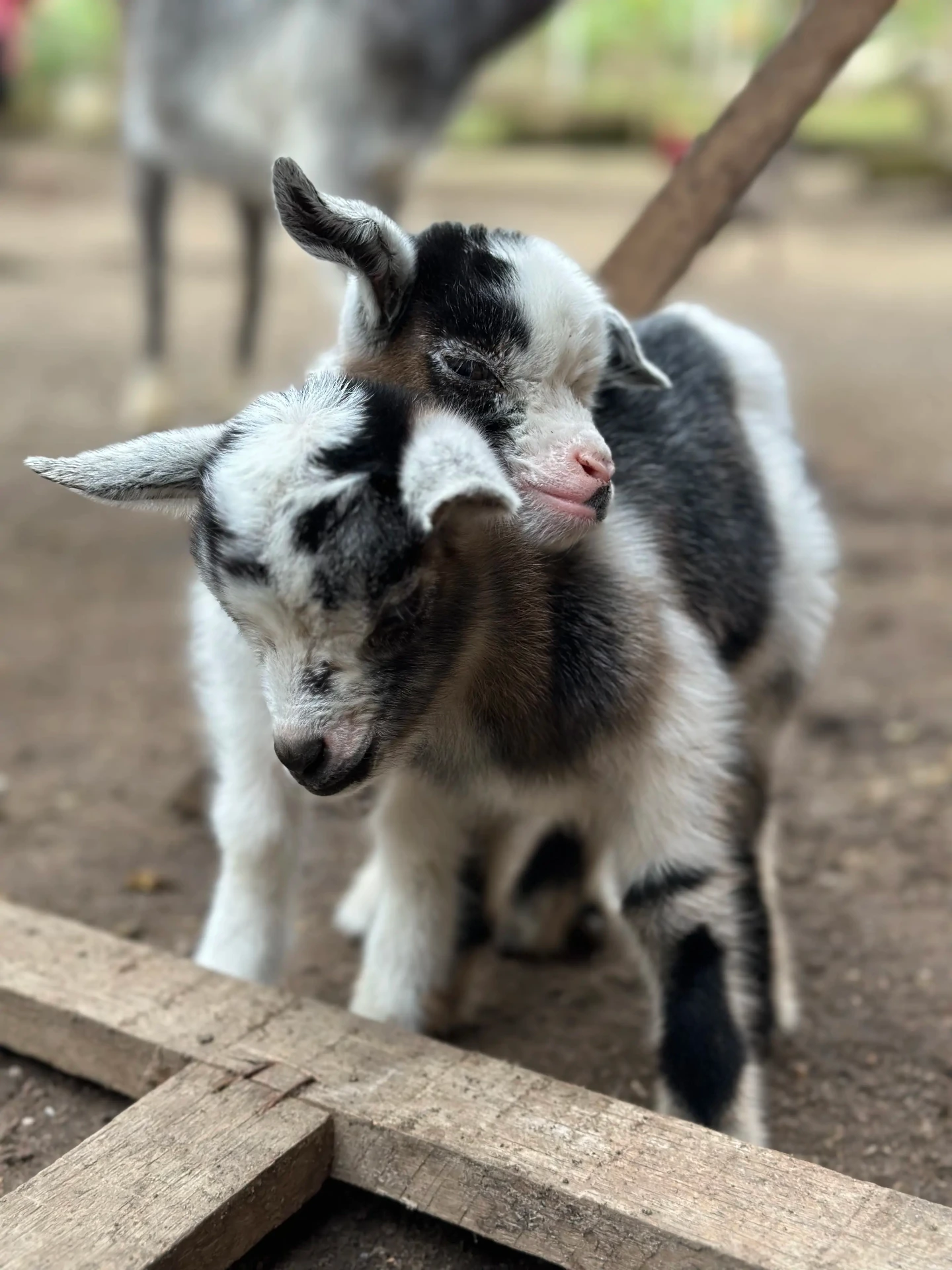 Mini Fazendinha