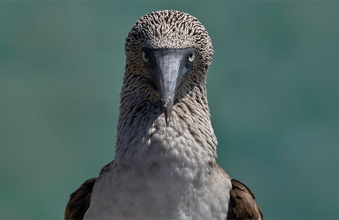 Blue-footed booby close up in San Cristóbal, Galápagos Islands