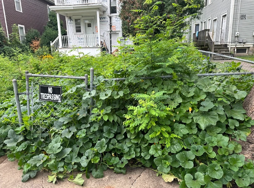 Yard Overgrowth & Fence Line Before