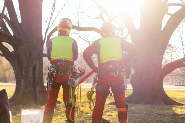 Marketing Agency for Tree Surgeons