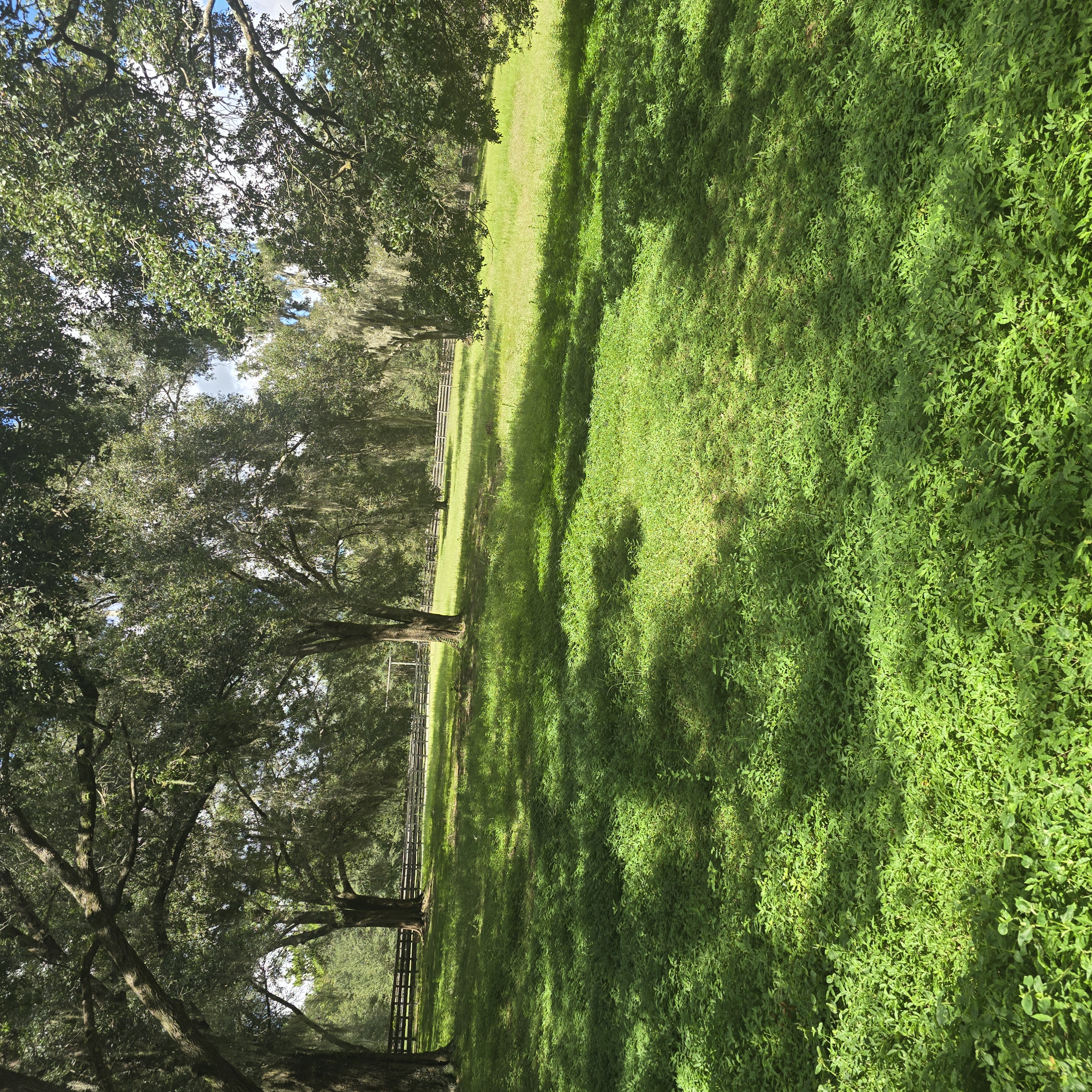 Wooded Fence Line & Pasture Area — Before Maintenance by Cooter Bay Landscaping