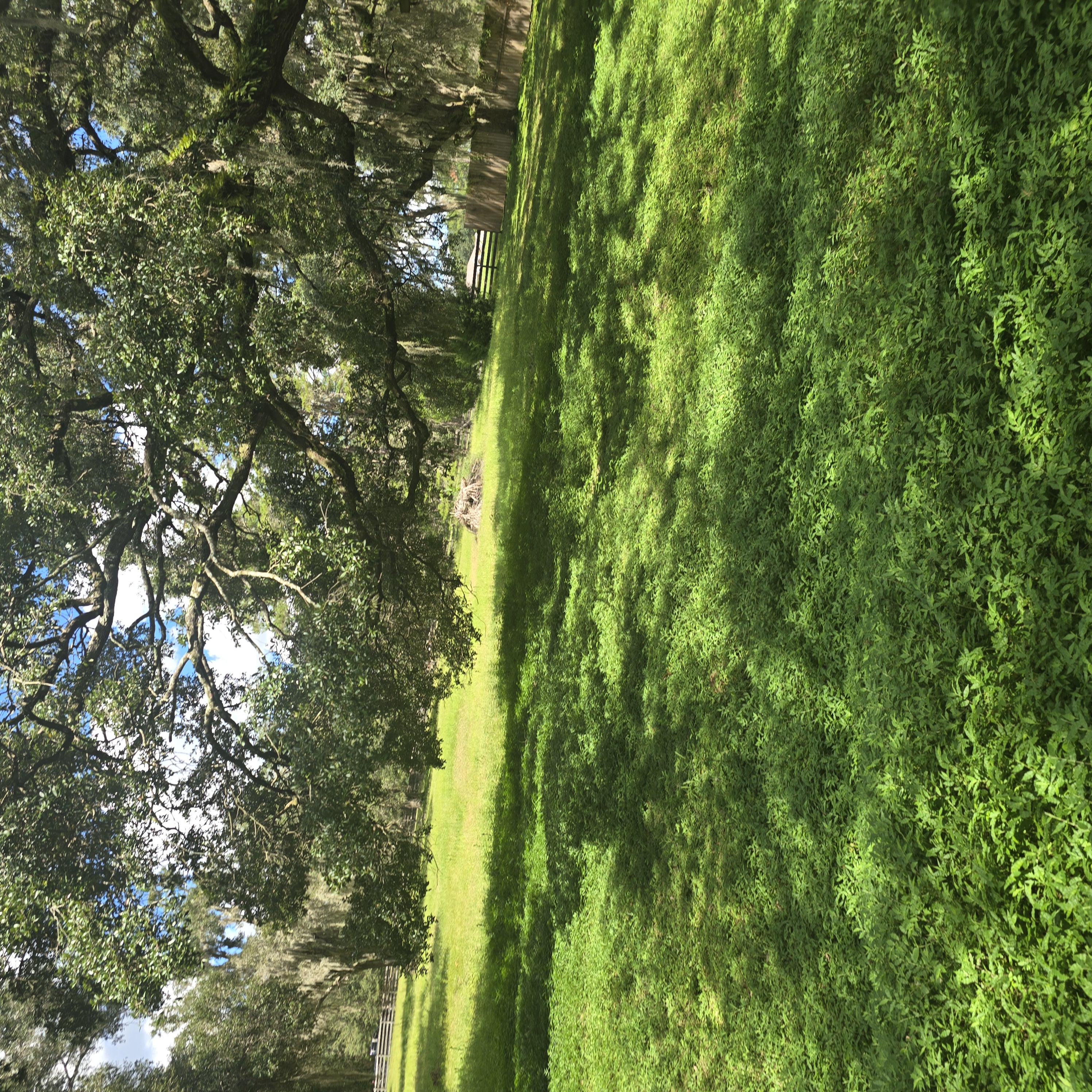Oak Canopy & Grass Overgrowth — Before Clearing by Cooter Bay Landscaping