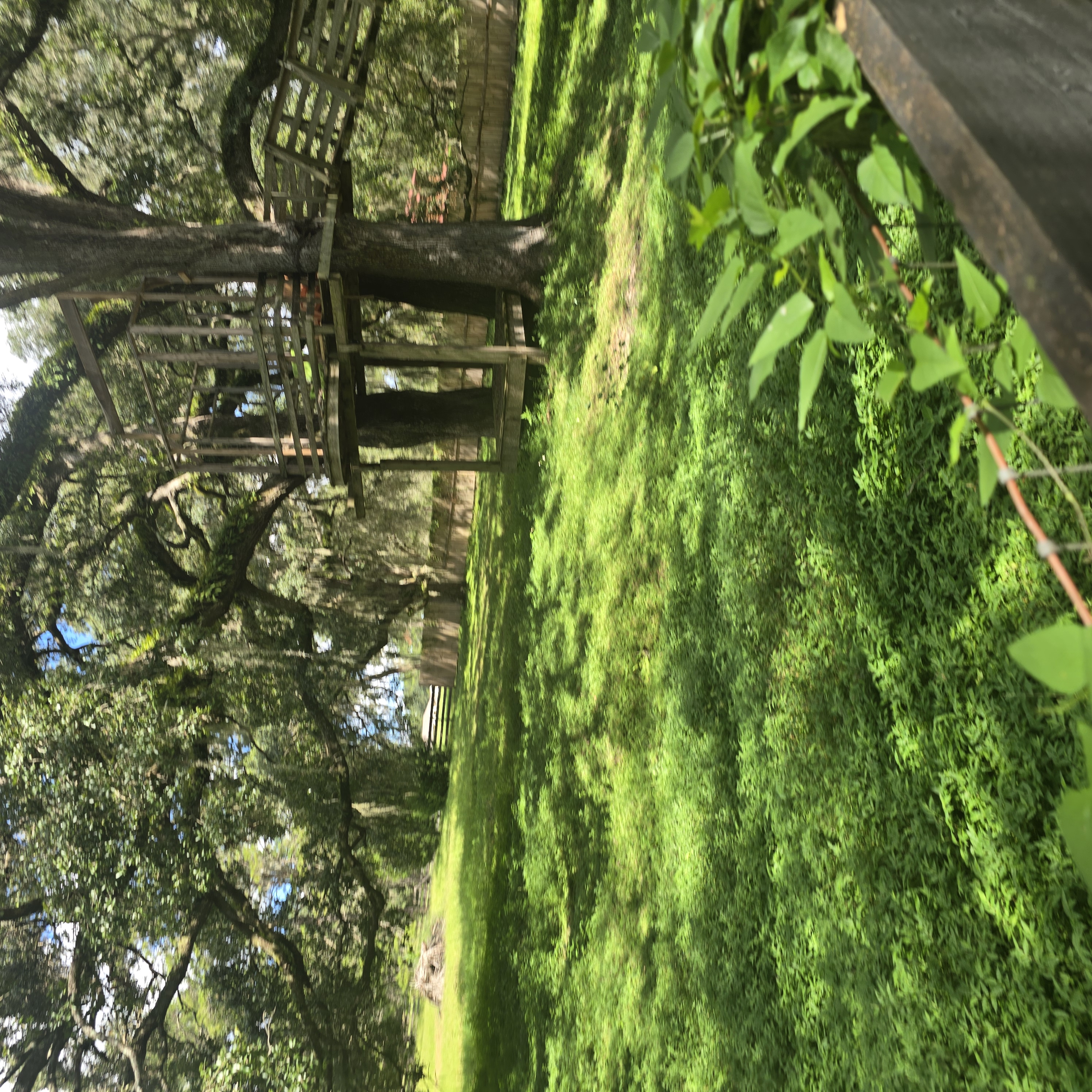 Treehouse & Oak Perimeter — Before Property Cleanup by Cooter Bay Landscaping