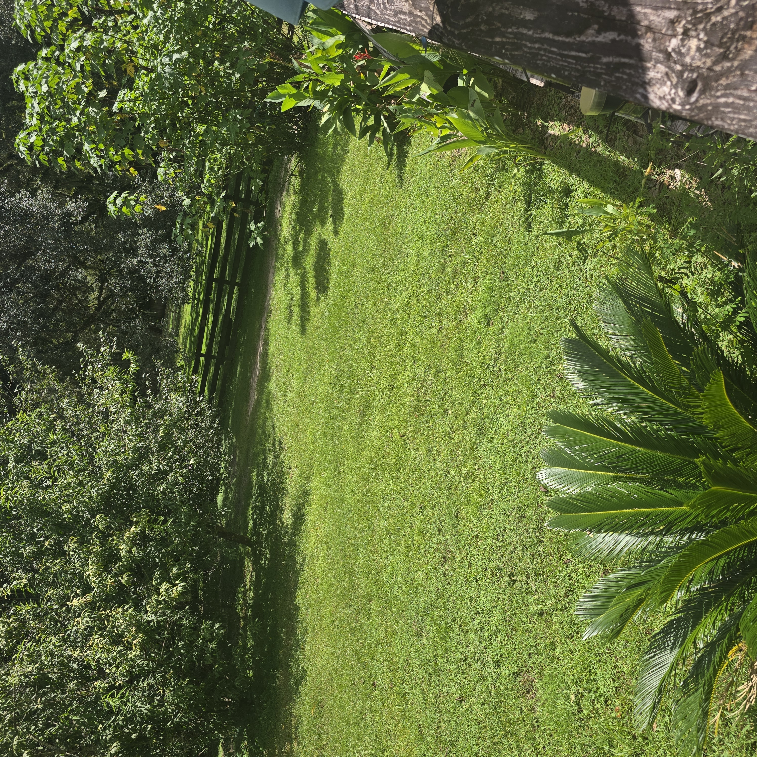 Fence Perimeter & Sago Palm Area — Before Care by Cooter Bay Landscaping