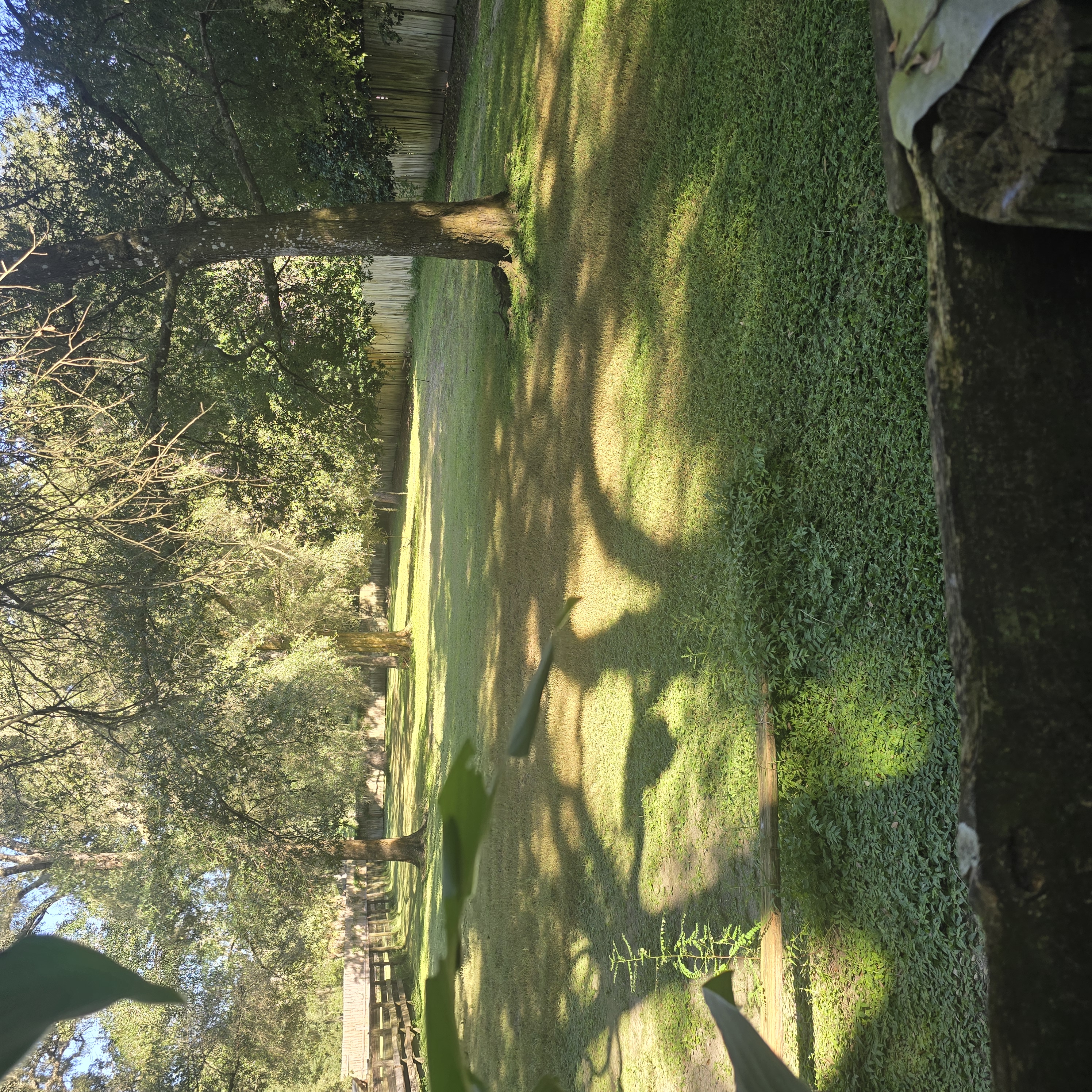 Fenced Oak Perimeter & Turf — Completed Maintenance (After) by Cooter Bay Landscaping