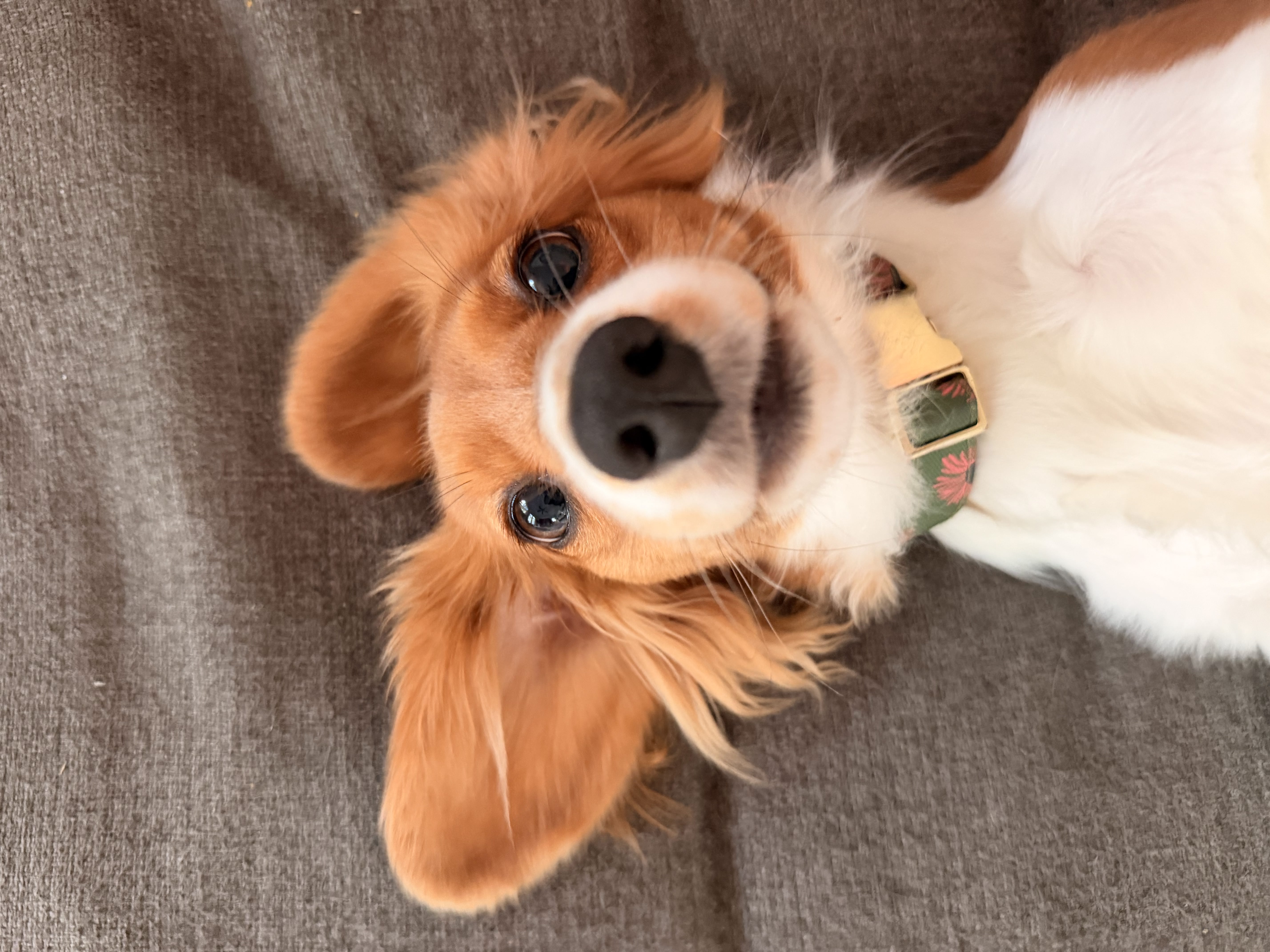 A playful golden pup looking up upside-down from the couch