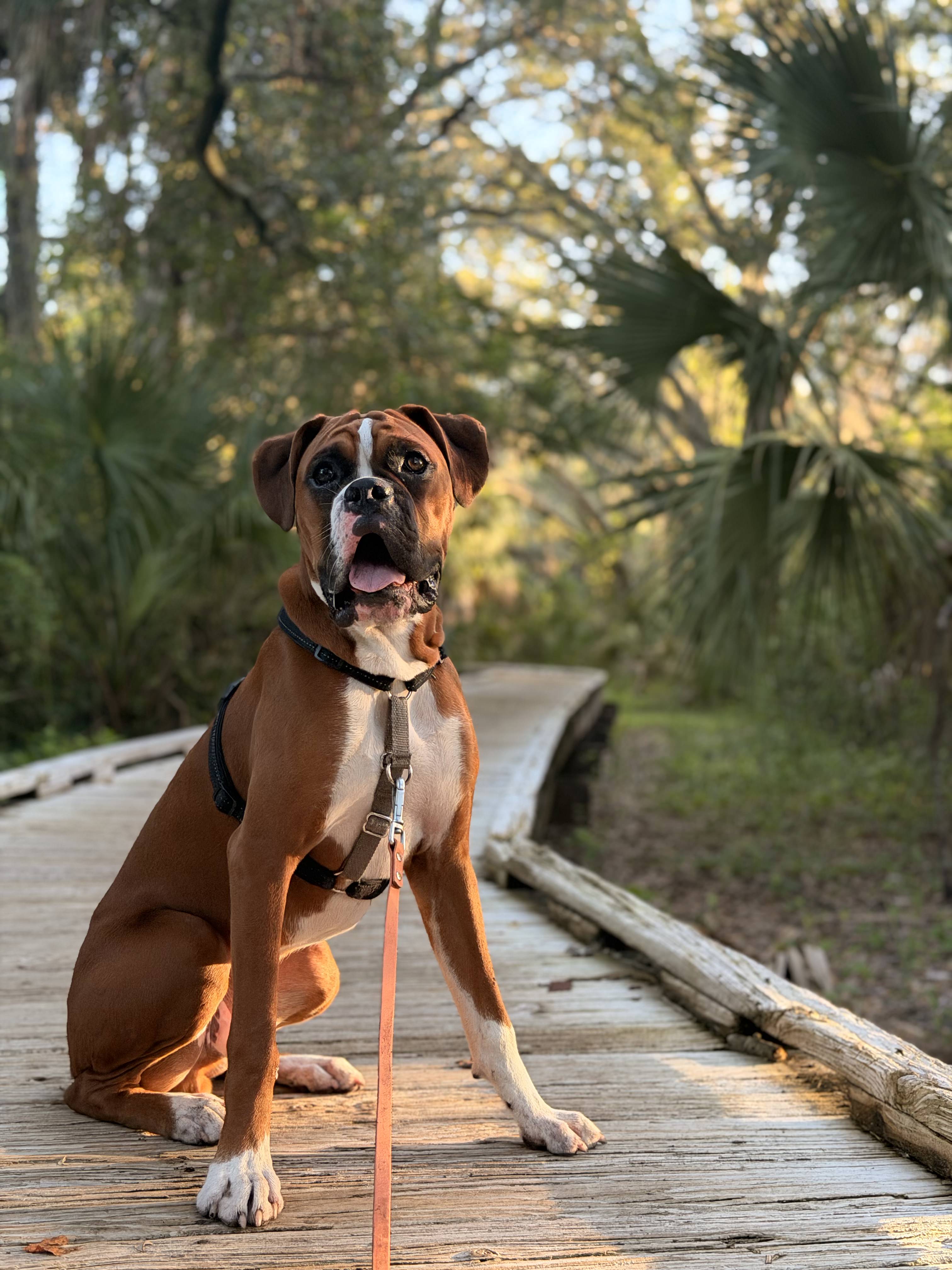 A boxer sitting attentively on an outdoor wooden boardwalk trail