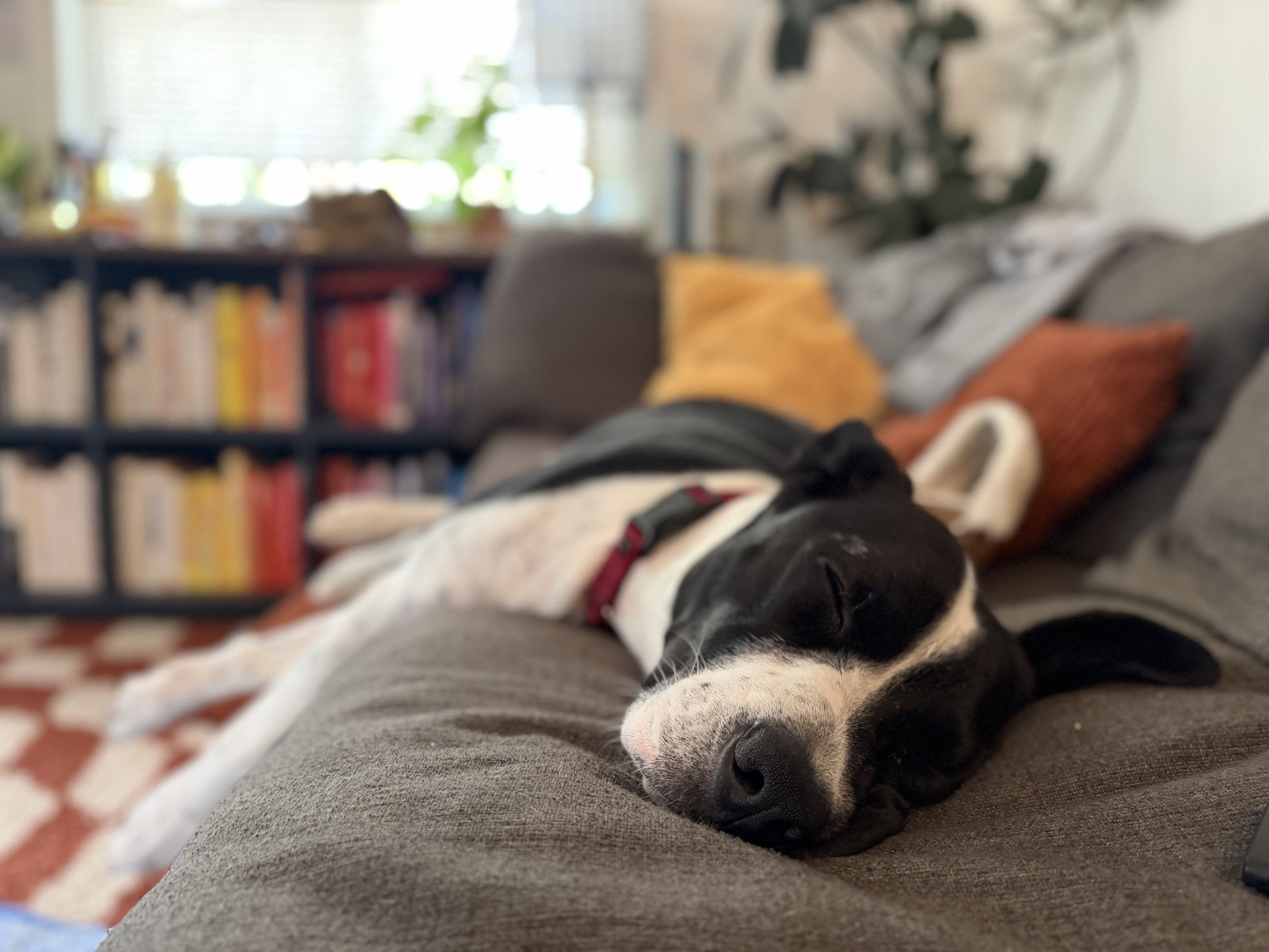 A relaxed black and white dog sleeping comfortably on a living room sofa