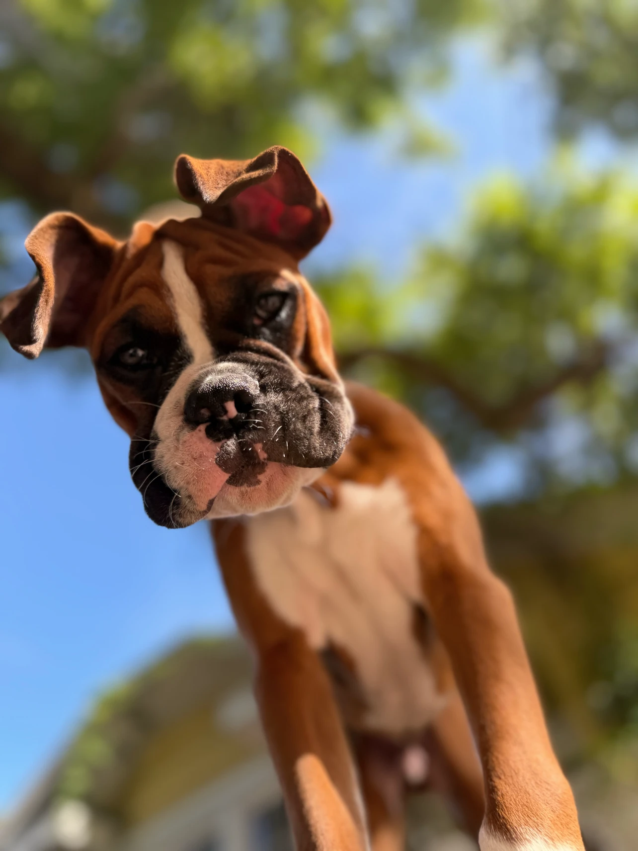 A small puppy sitting on grass outdoors, focused and curious
