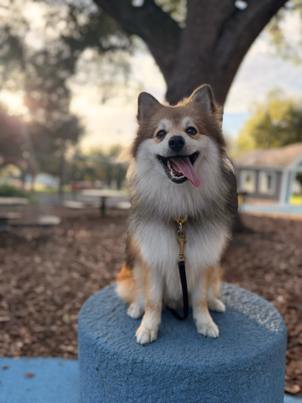 A trainer coaching a dog owner on a relaxed neighborhood walk in South Tampa