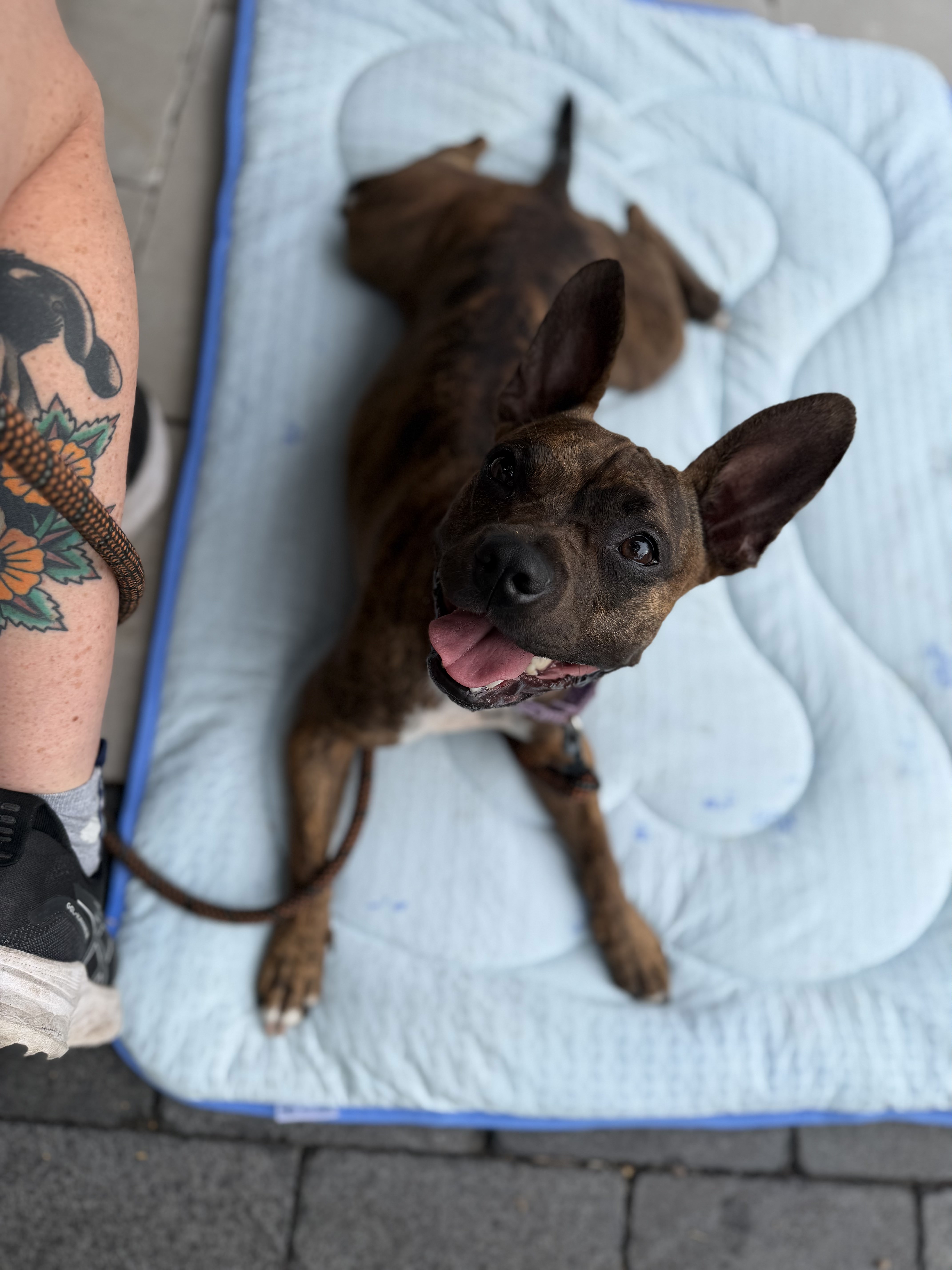 A happy brindle puppy looking up attentively from a training mat