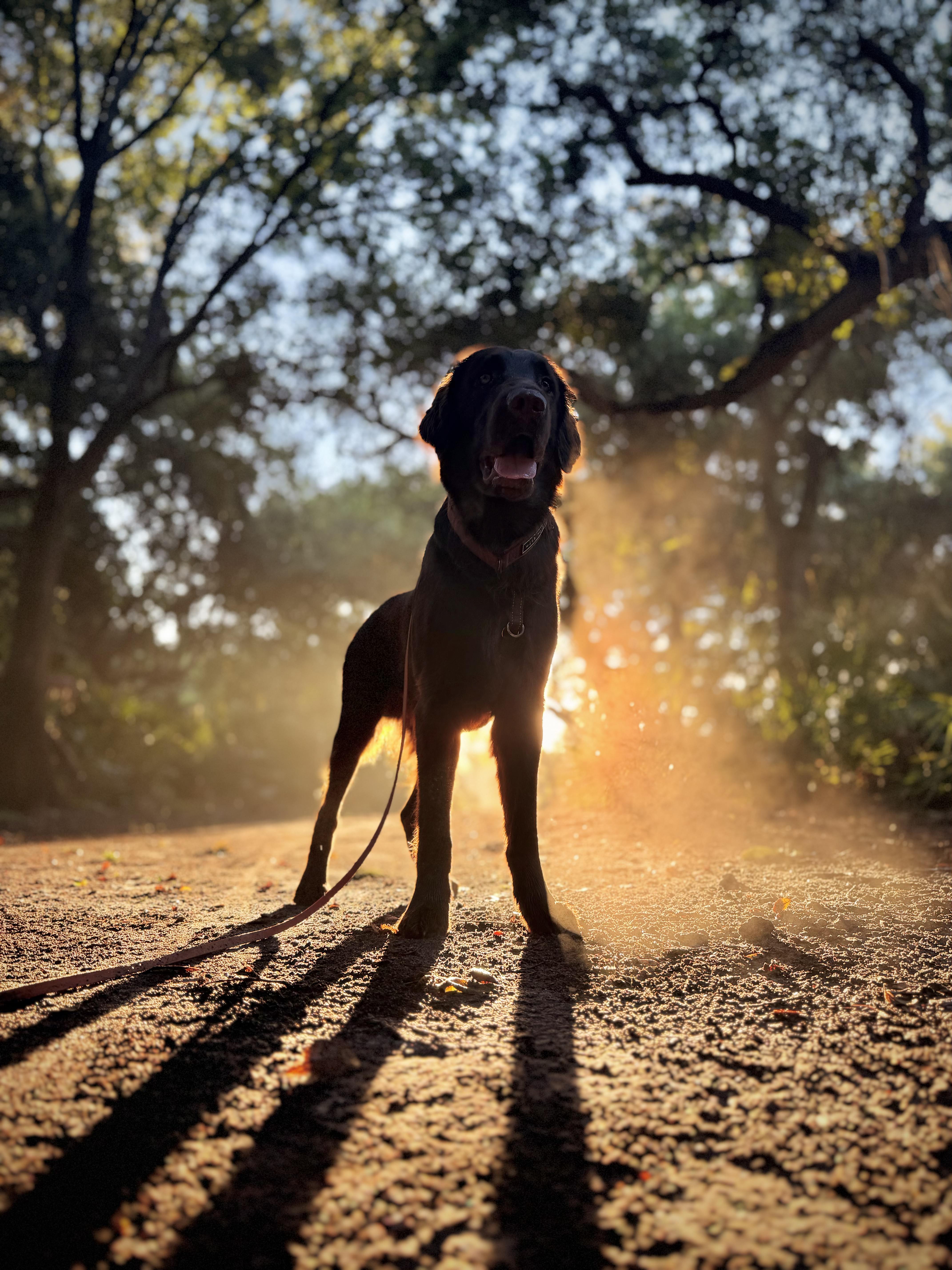 A dog standing on a sun-dappled nature trail with golden backlighting through the trees