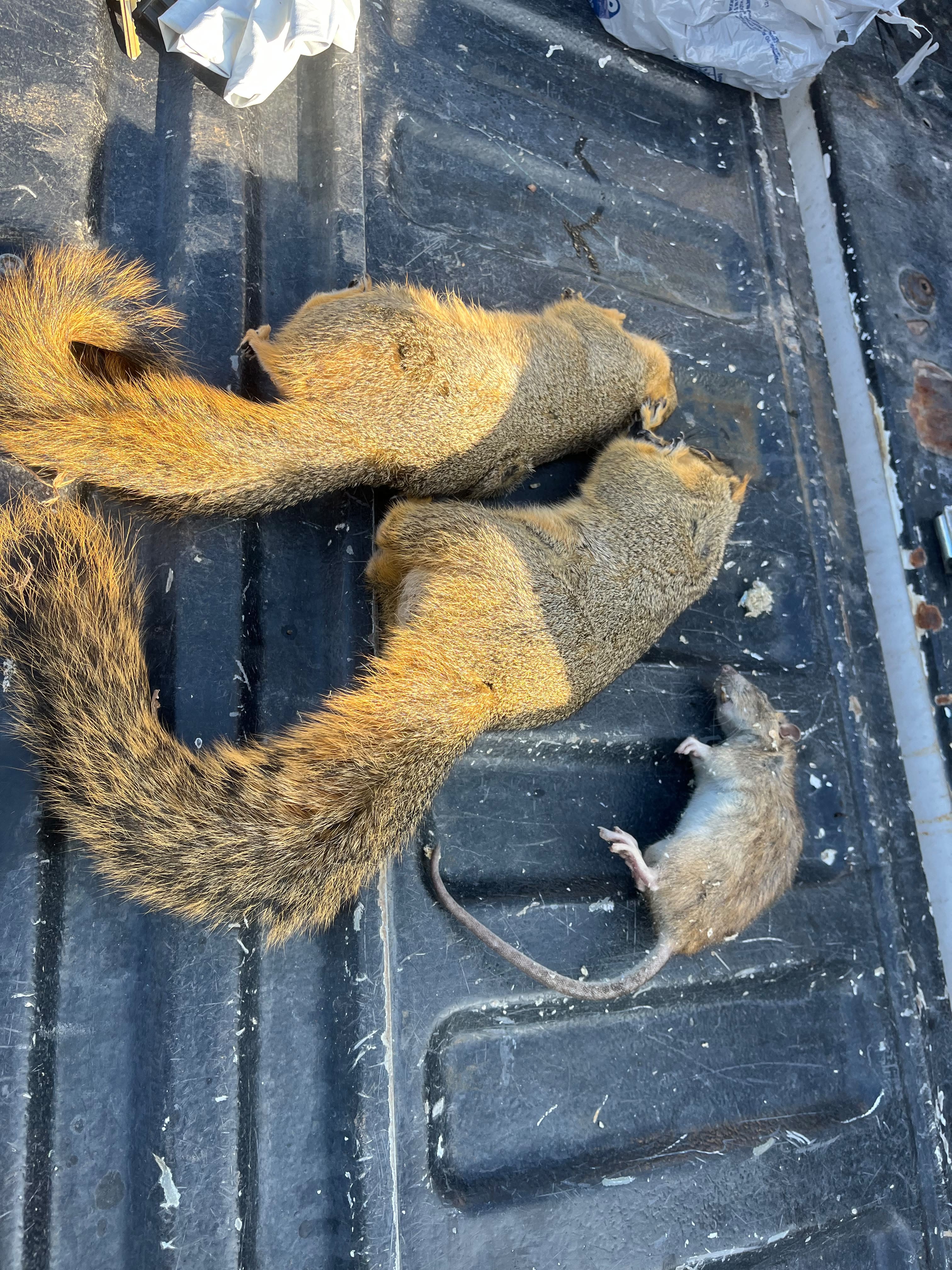 Wildlife removal job showing removed squirrels and rodent