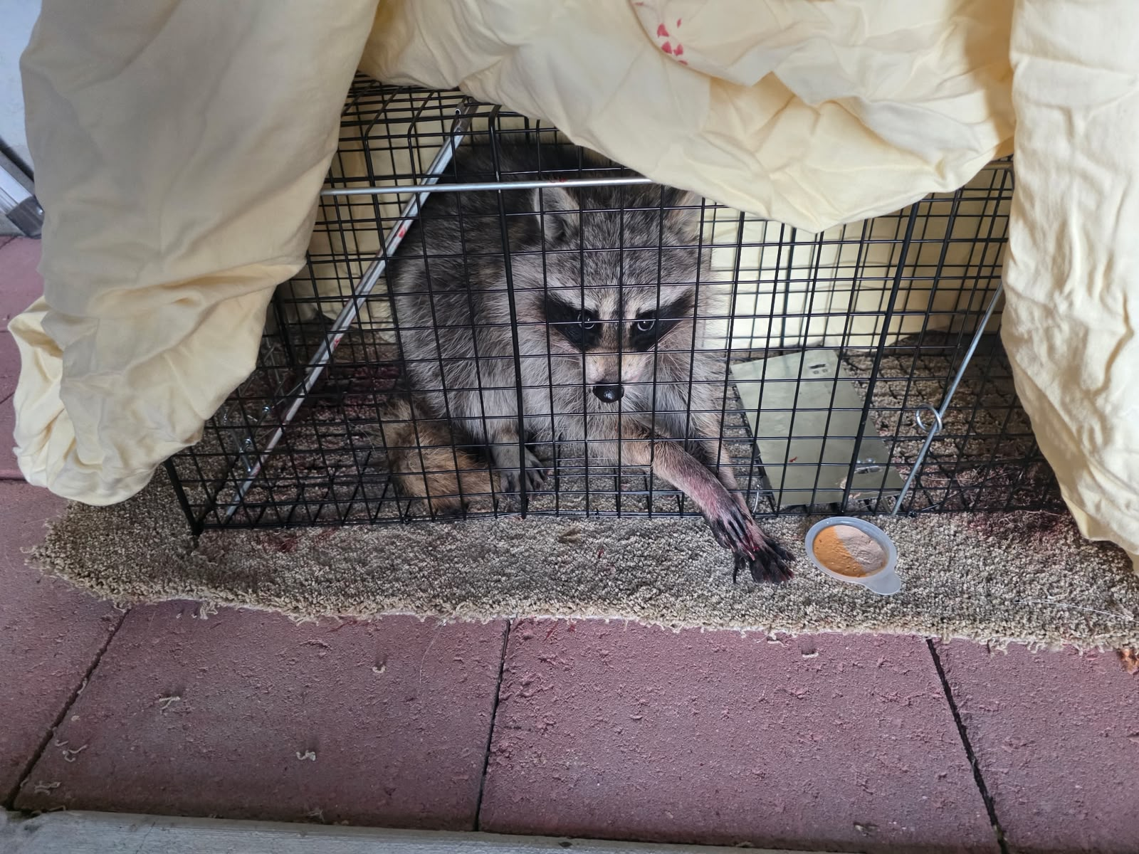 Humane raccoon trapping and safe relocation in Utah County