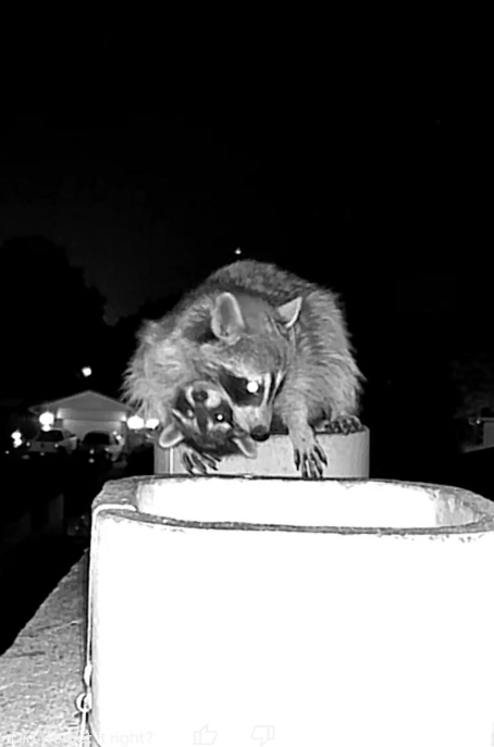 Wildlife Rescue Services