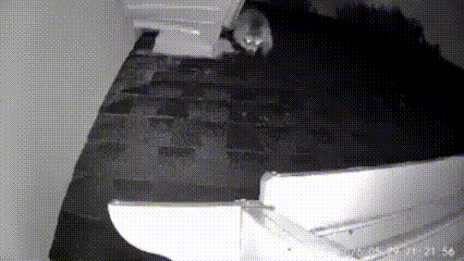 Animal Detection - Night camera capture of raccoon on roof