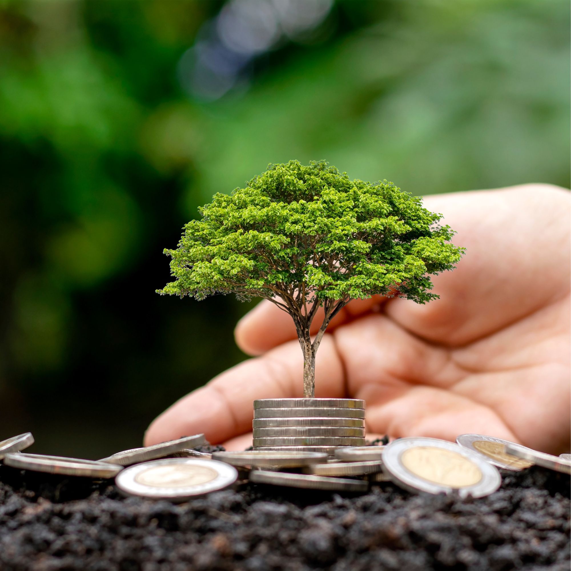 Árbol pequeño creciendo sobre monedas en tierra fértil.
