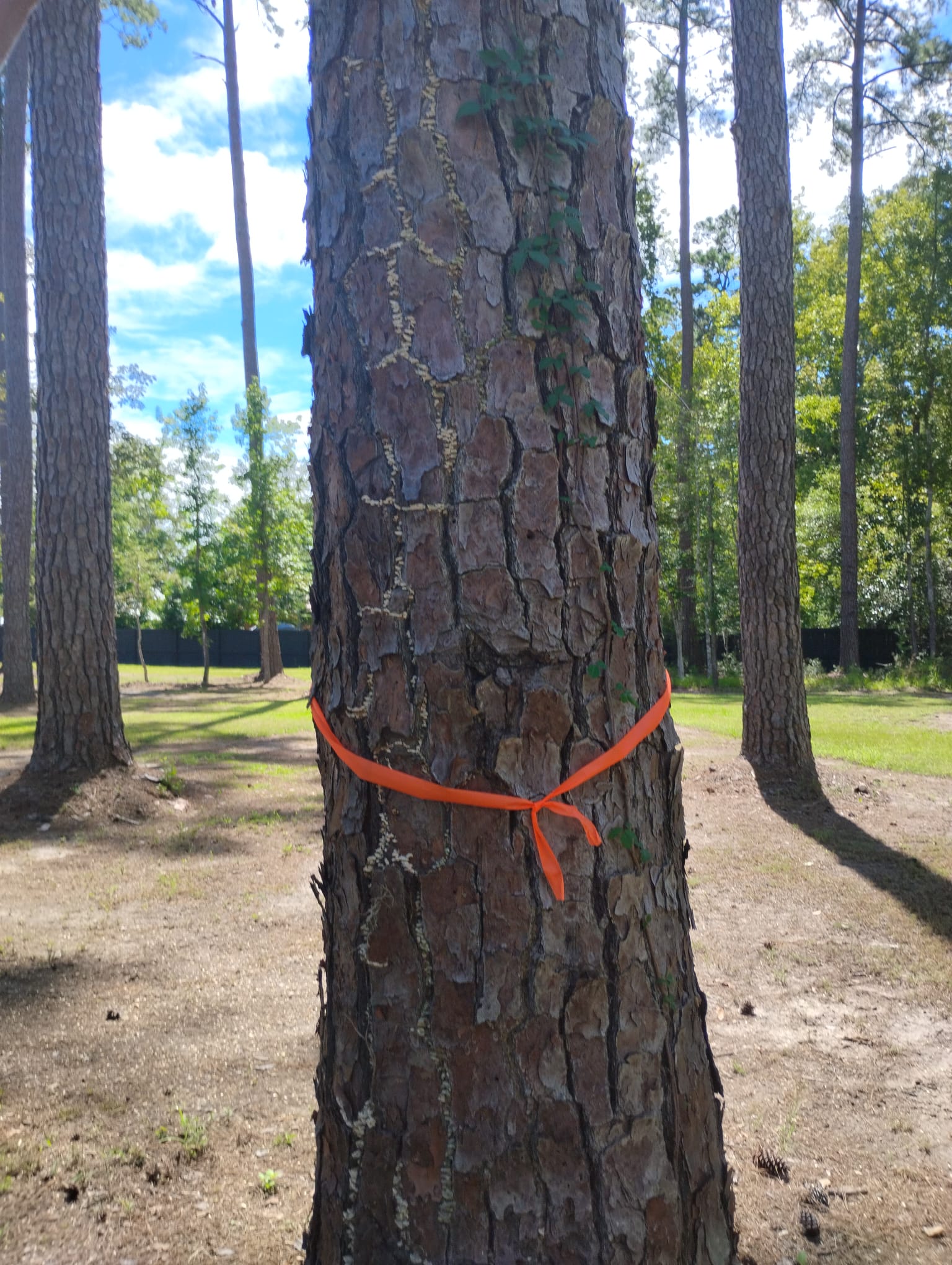 Pine tree marked with orange ribbon for safe removal by M. & P. Tree Service in Georgia