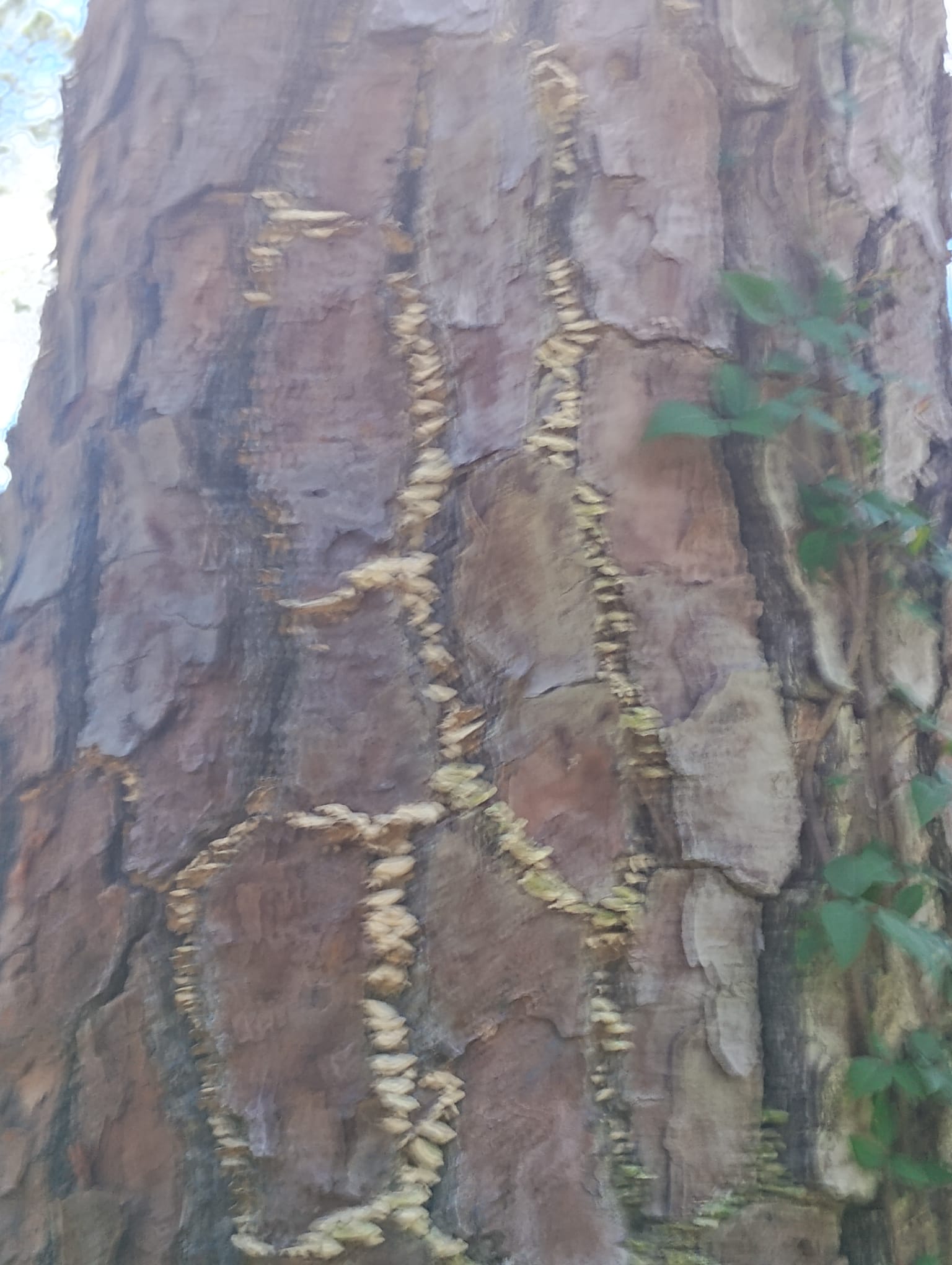 Close-up pine trunk fungal inspection and disease evaluation by M. & P. Tree Service in Brunswick GA