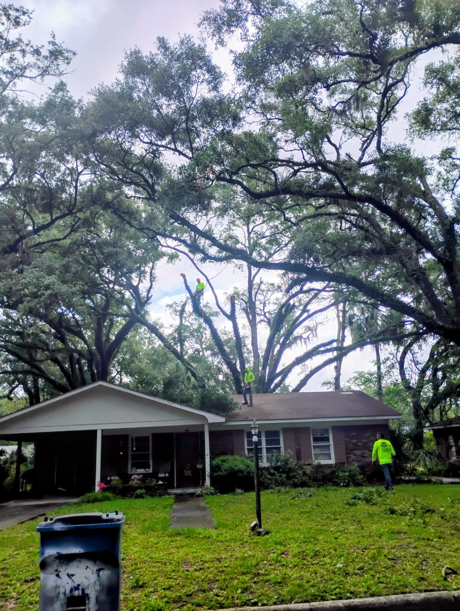 M. & P. Tree Service crew safely trimming massive live oak branches over a residential home roof in Brunswick GA
