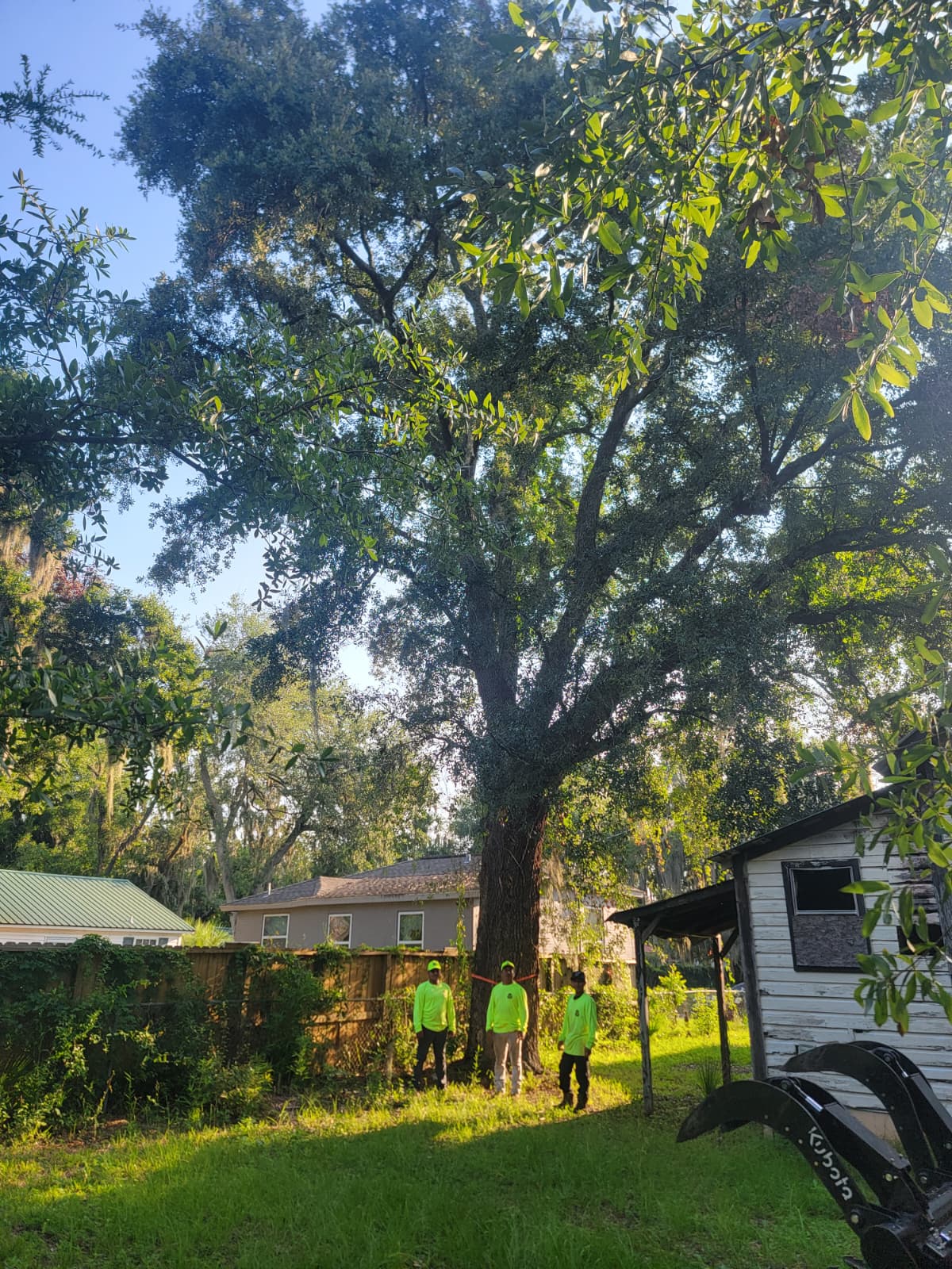 M. & P. Tree Service crew assessing a mature live oak tree ready for safe removal in Brunswick GA