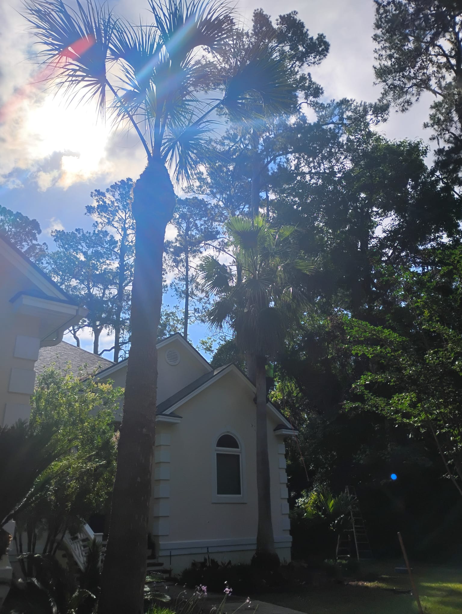 Arborist trimming tall palm tree next to residential home in Brunswick Georgia