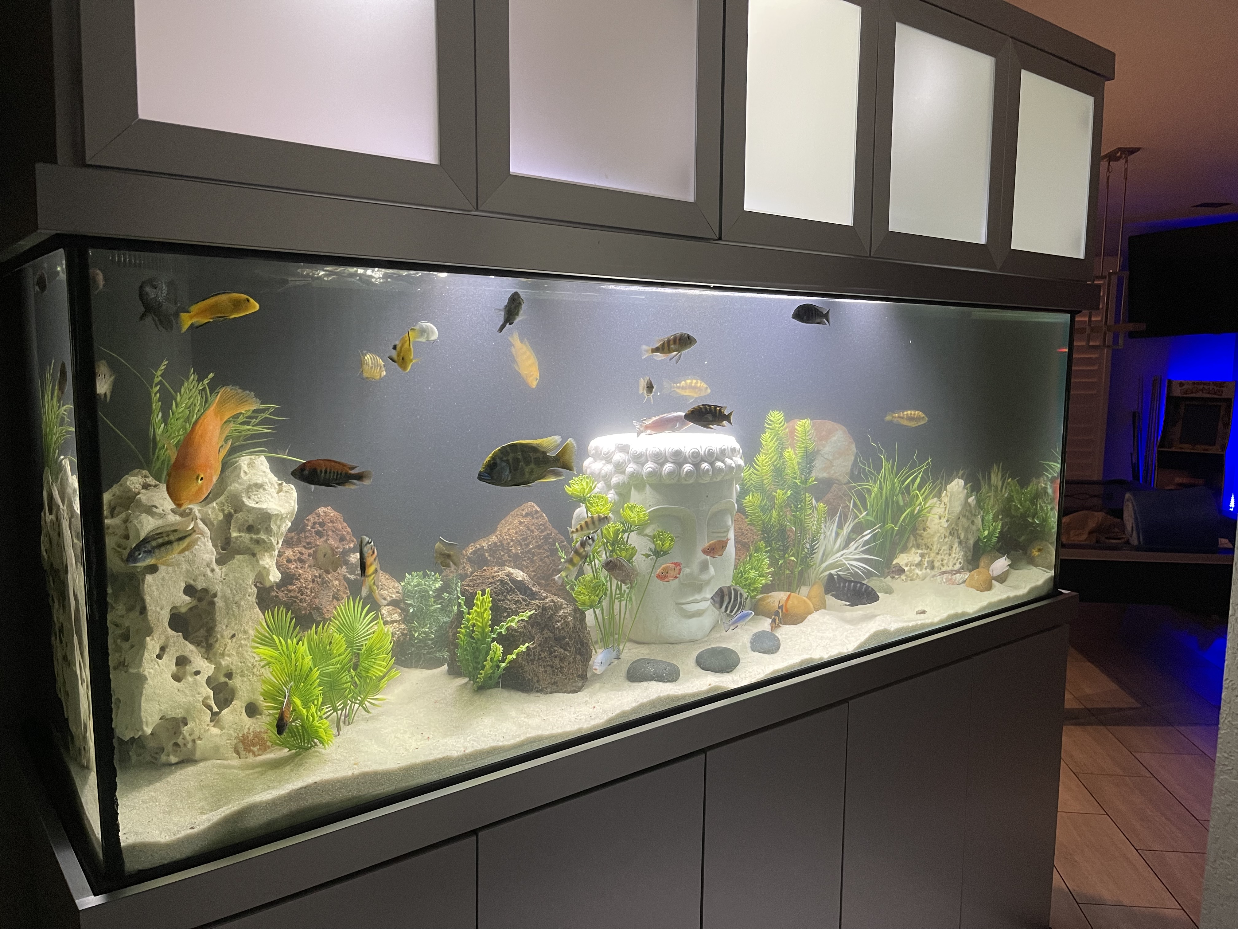 Residential freshwater aquarium by The Sign of Aquarium