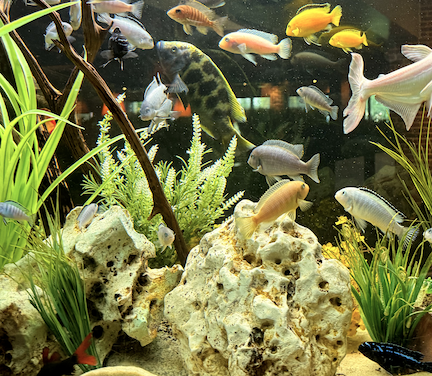 Freshwater fish and aquascape by The Sign of Aquarium