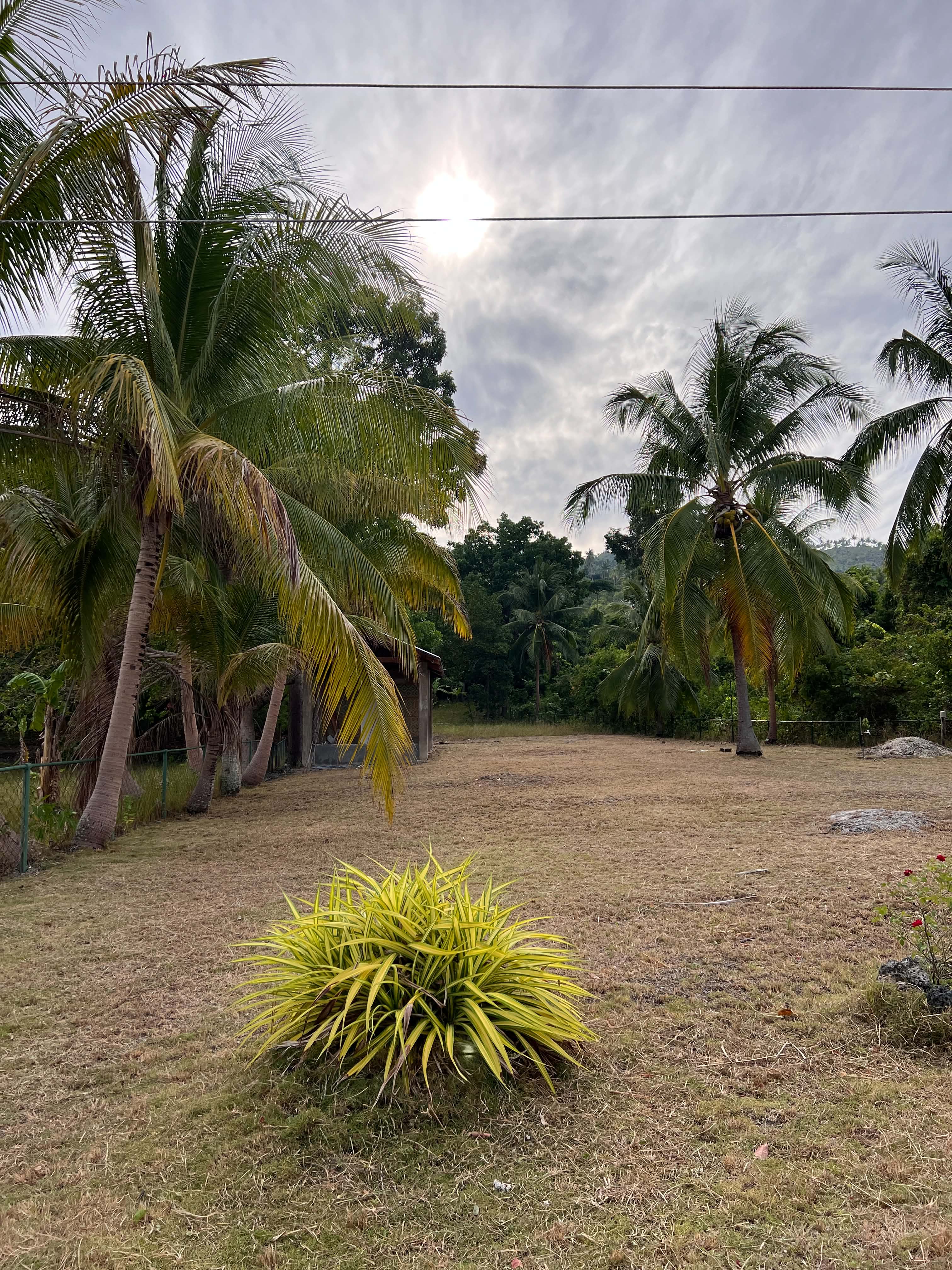 Sun shining through clouds over open green grounds with mature coconut palms at Mims House Cebu