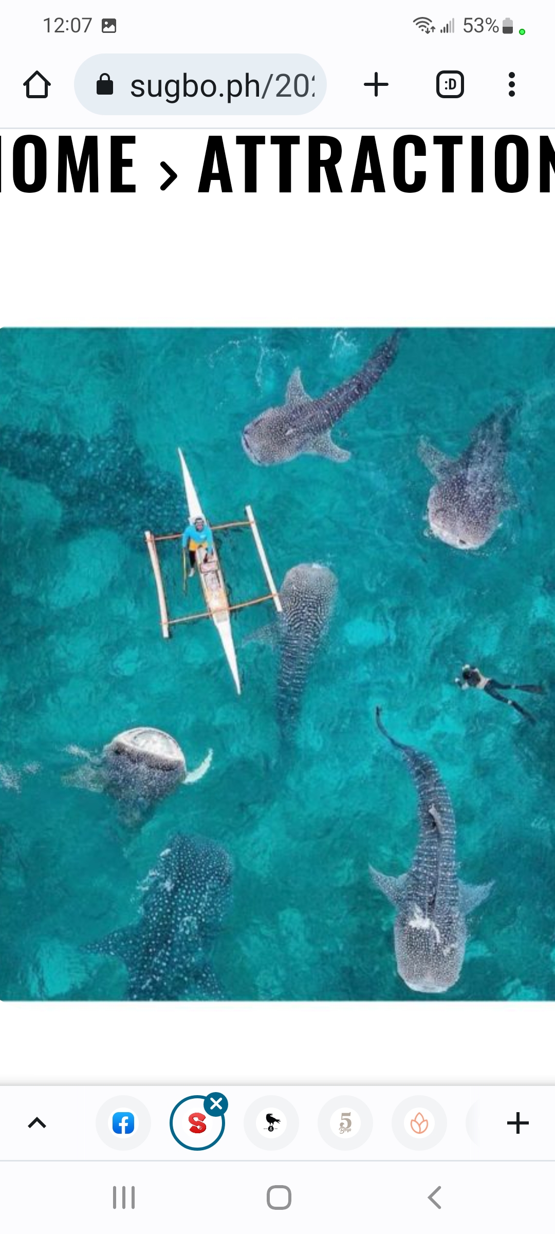 Aerial view of outrigger banca boat and swimmers alongside gentle whale sharks in Southern Cebu