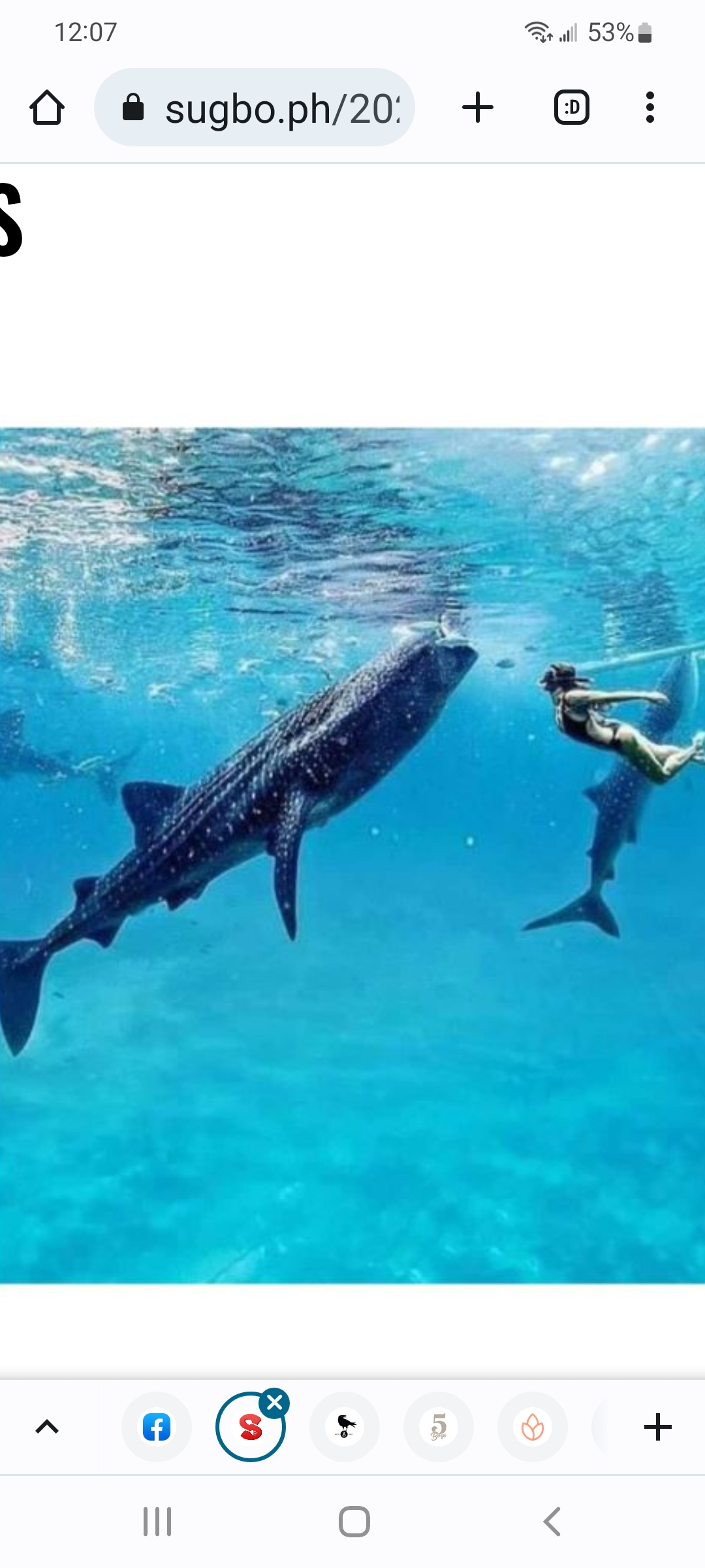 Swimmer snorkeling alongside a gentle whale shark in pristine clear blue water in Southern Cebu