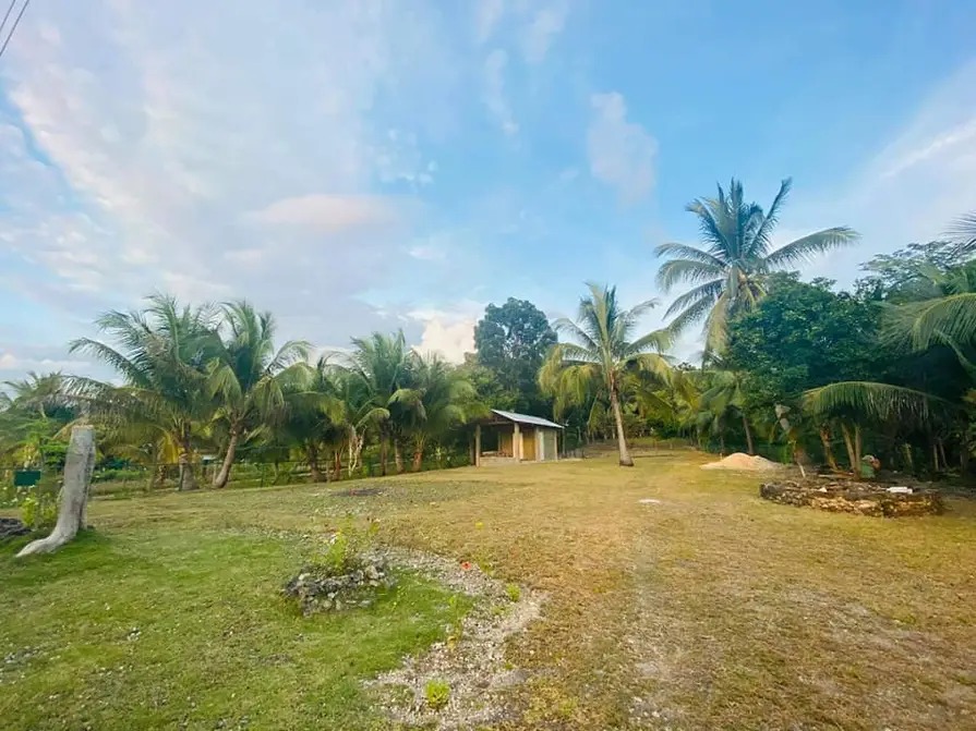 Mims House Cebu open grounds and coconut palms in Samboan