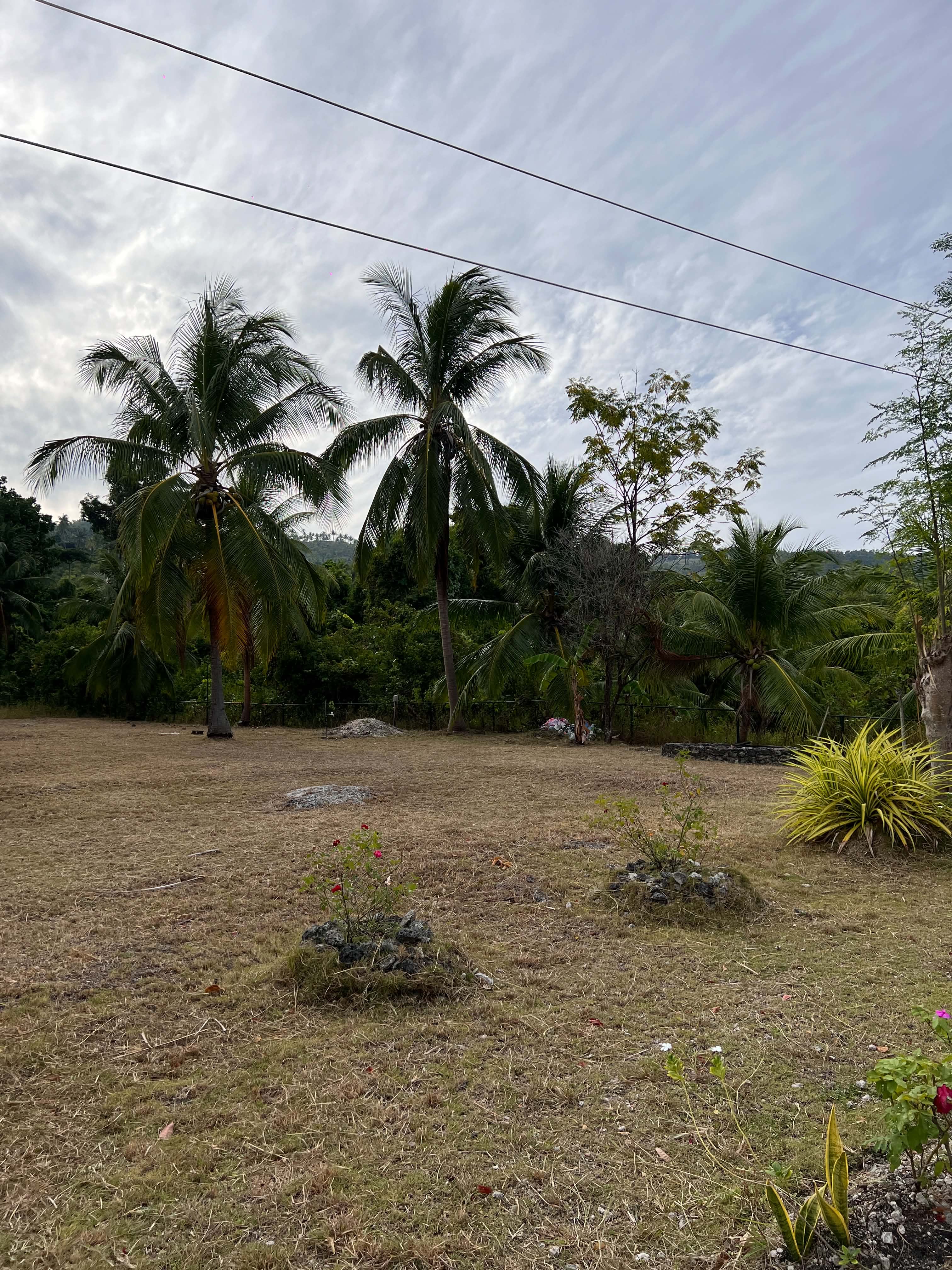 Spacious open lawn with twin coconut palms and hillside backdrop at Mims House Cebu