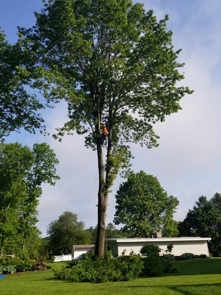 Fabian Tree Service job site photo 8