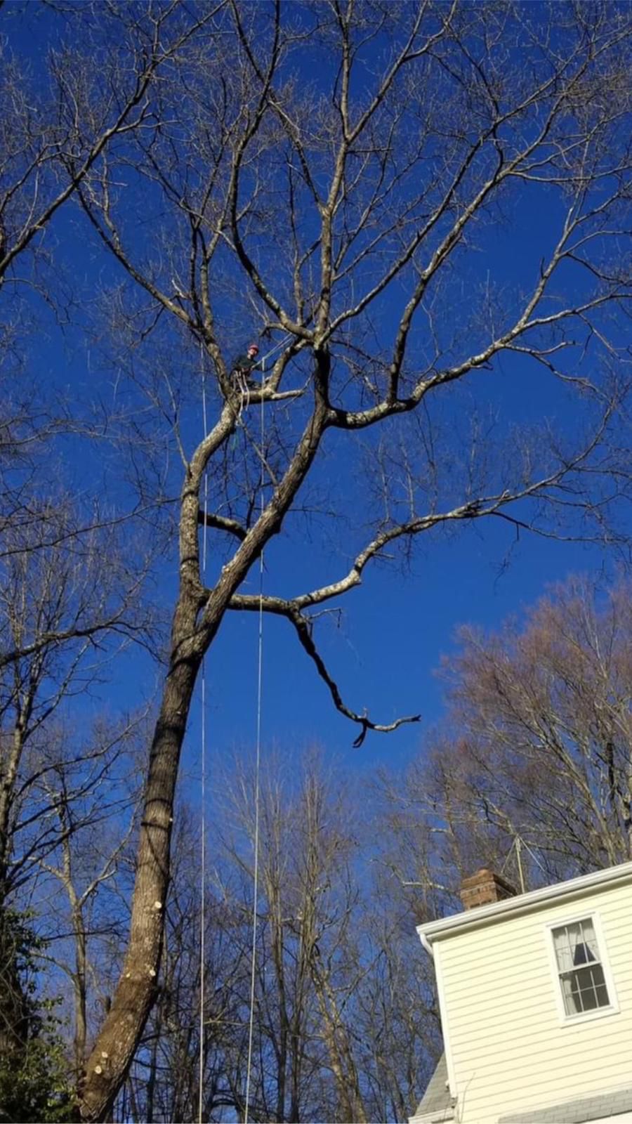 Fabian Tree Service project photo 5