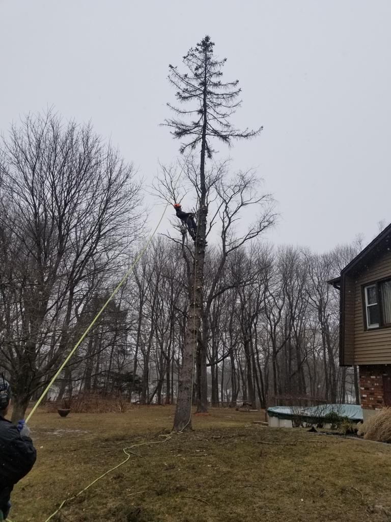 Fabian Tree Service job site photo 10