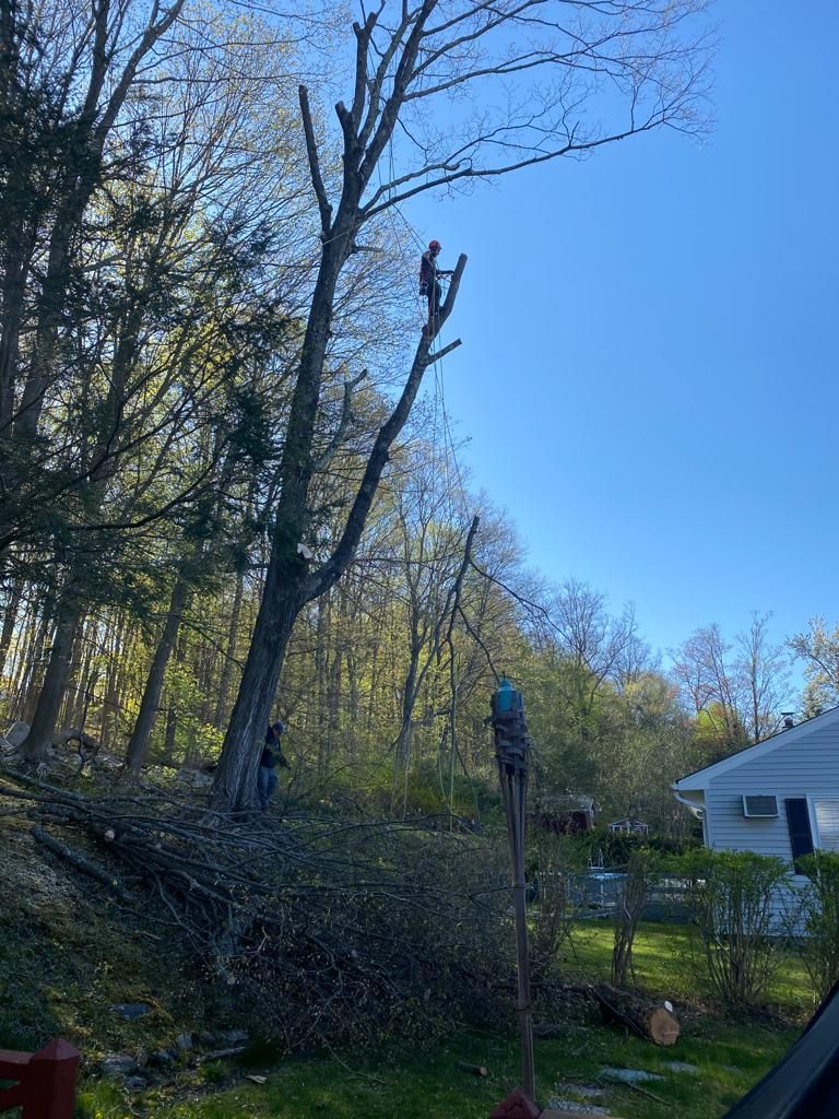 Fabian Tree Service project photo 6