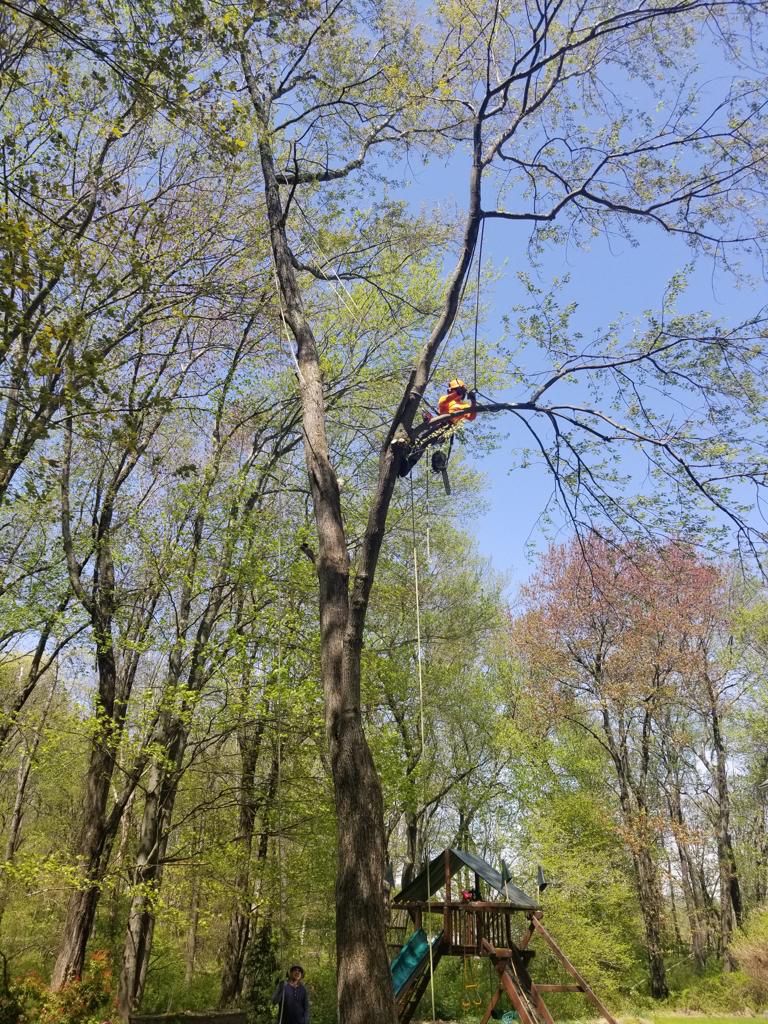 Fabian Tree Service job site photo 11