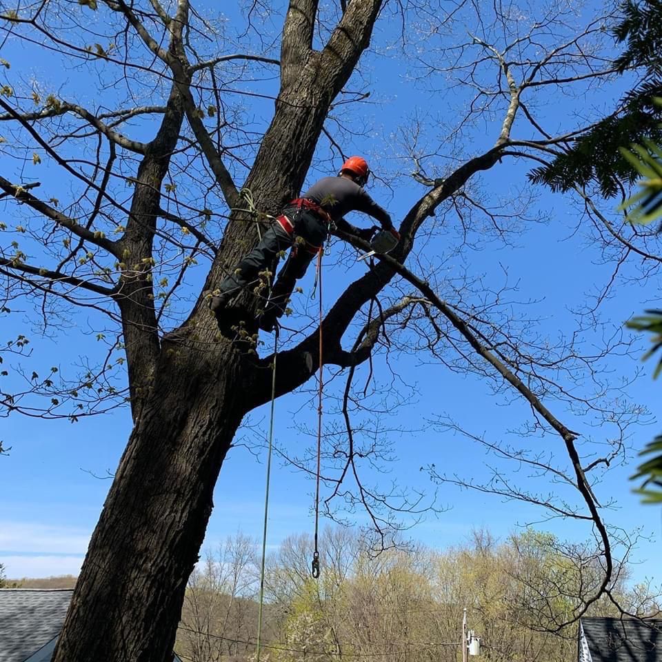 Fabian Tree Service job site photo 7