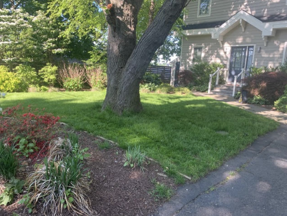 Original front yard with large tree before removal and lawn restoration