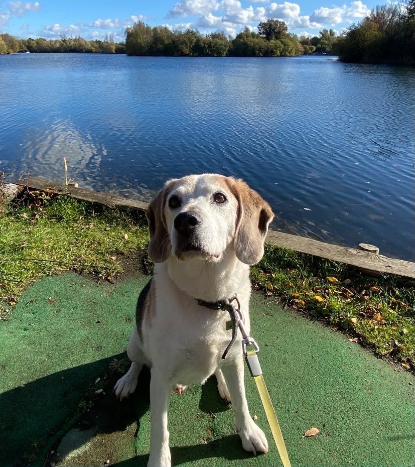 Happy dog enjoying a day with A Dog Day