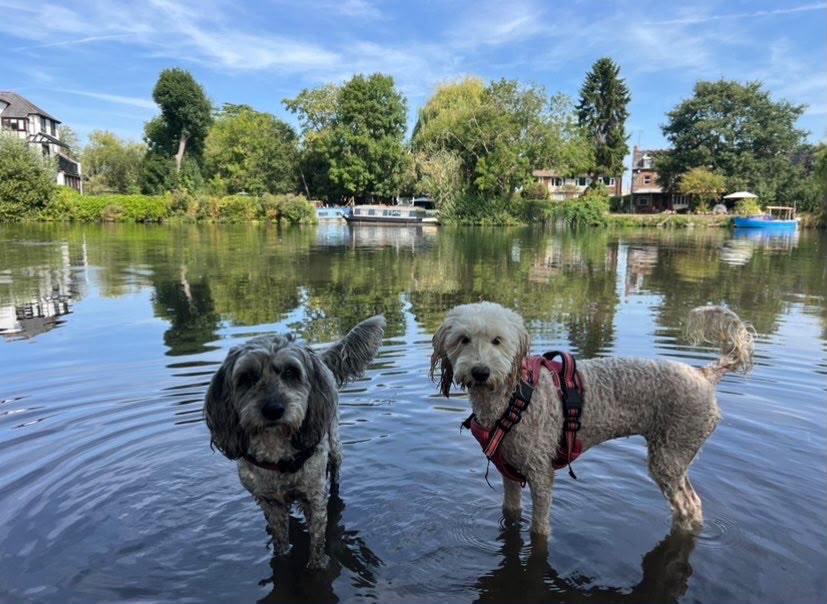 Happy dog enjoying a day with A Dog Day