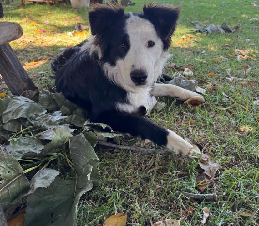 Happy dog enjoying a day with A Dog Day