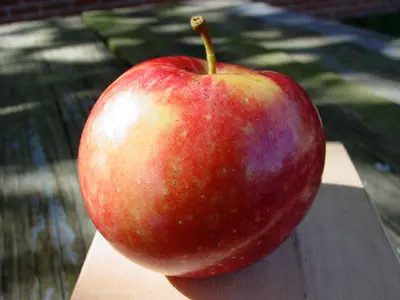 A ripe Sweet 16 apple
